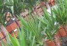 Belroseplant-nursery-10.jpg; ?>