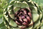 Belroseplant-nursery-1.jpg; ?>