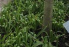 Belroseplant-nursery-23.jpg; ?>