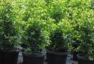 Belroseplant-nursery-24.jpg; ?>